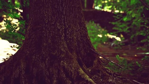 Roots of an Old Tree Overgrown with Moss