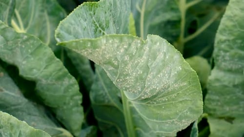 Whitefly on Cabbage Leaves in the Garden Selective Focus