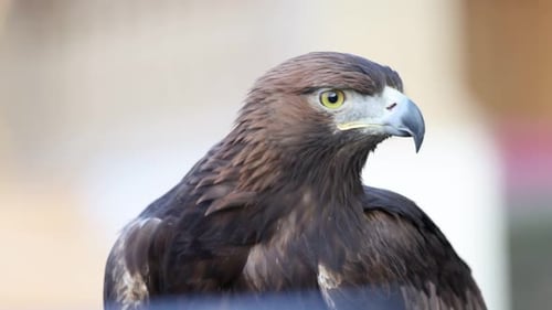Detailed Close Up of a Majestic Golden Eagle
