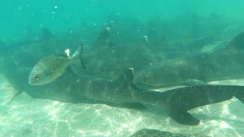 Shiver Of Whitetip Reef Shark Resting On Bottom Of Deep Blue Sea. - underwater