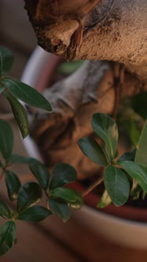A Serene Indoor Plant with Vibrant Lush Green Leaves and Intricate Root Structures