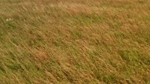 Über ein Gras- und Weizenfeld fliegen