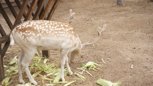Spotted Deer Eating Corn Stalks in Rural Setting