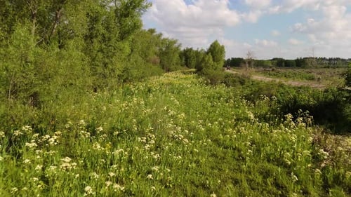 Survol par drone d'une zone humide luxuriante avec des zones herbeuses et de l'eau