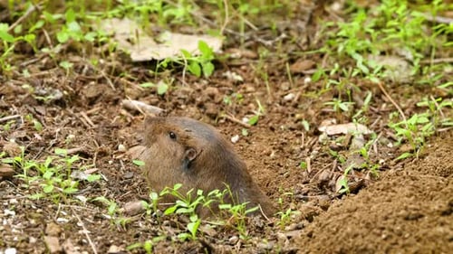 Gopher saindo de seu buraco para comer.