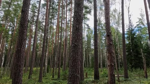 Paisaje de bosque de pinos con árboles altos y suave brisa diurna