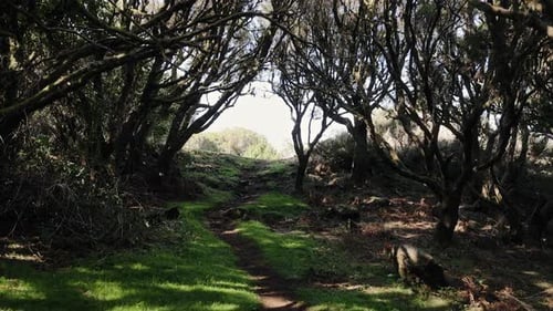 Bright Woodland Pathway Serene Trail Beneath Leafy Canopy