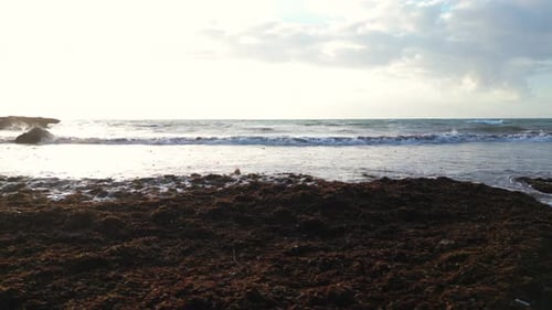 Playa en México cubierta de algas del Golfo que arruina las hermosas playas de arena
