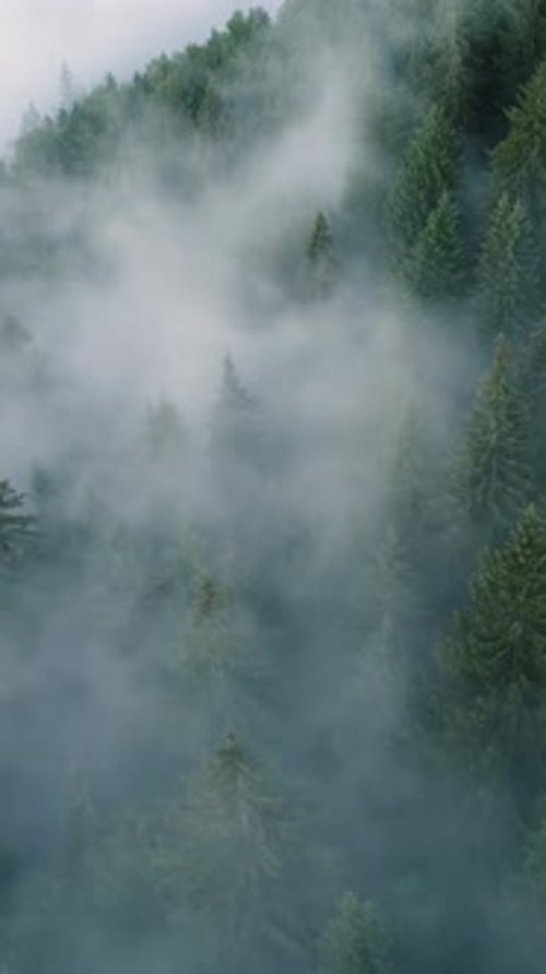 Vertical Screen Dense European Forest in Foggy Weather Aerial View