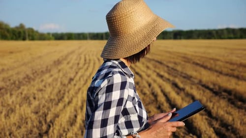 Female Farmer Uses Digital Tablet While Going Through Wheat Meadow Adult Agronomist in Straw Hat