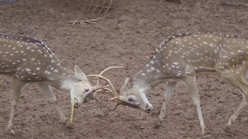 spotted deer
