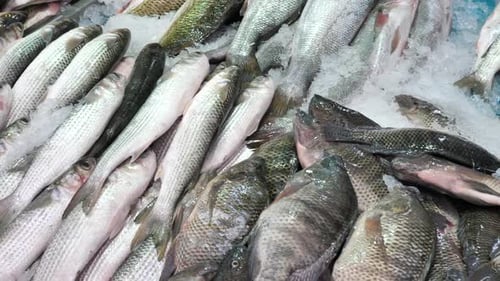 Various Fish and seafood in yellow boxes at a local market