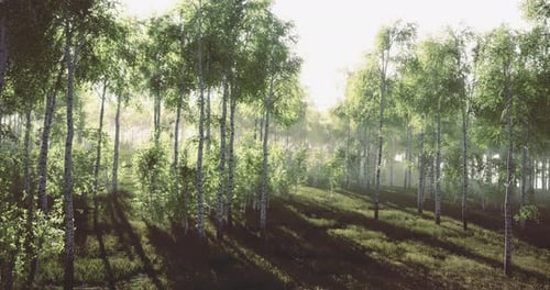 Sunlight Filters Through Lush Trees in a Serene Forest During Golden Hour