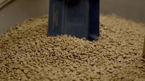 Person checking quality of raw coffee beans with metal object, close up slow motion shot