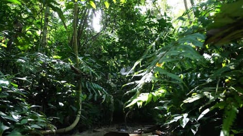 Tropical Forest In Beautiful Nature Landscape With Water Flow