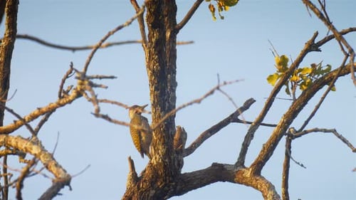 woodpecker on tree, Africa