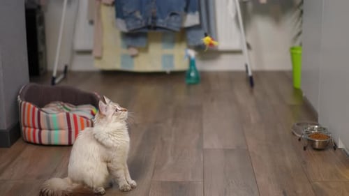 Side View Concentrated Kitten Watching Toy on Thread Hunting at Home Indoors Curious Domestic Animal