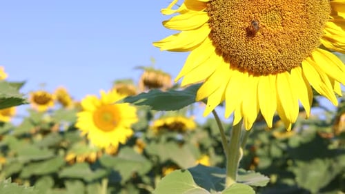 Sunflower Field Blooms Under Blue Sky