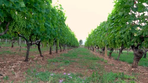 Un champ de vigne est presque prêt à être récolté, prise de vue sur piédestal 4K