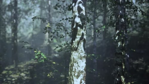A Tree in the Middle of a Forest