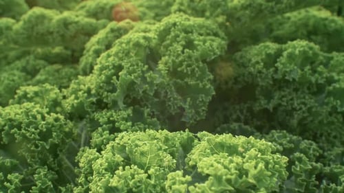 Gesunde Grünkohlernte — Superfood-Farming-Konzept