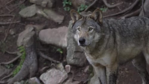 Wolves in Canadian Boreal Forest