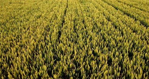 Aerial shot of a yellow field of wheat