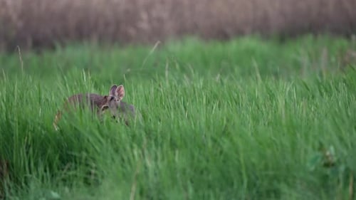 Deer Hiding Out in Field