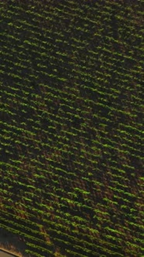 Descending over the vine planted in rows. Green vineyard from aerial perspective on sunny day.
