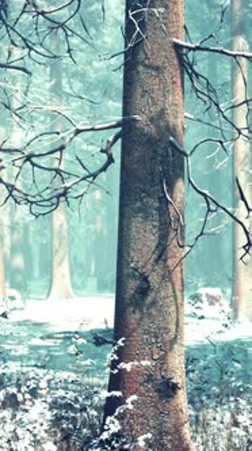 Magic December Forest with Sun Ray Light