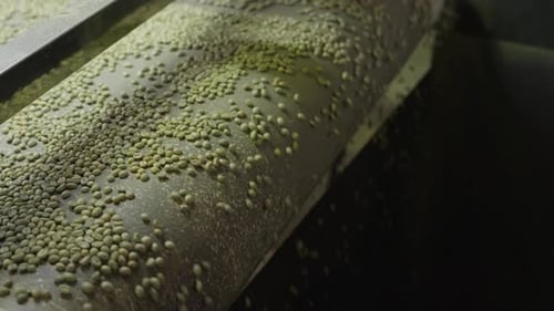 Coffee Beans Processed by Machine