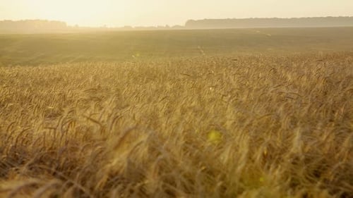 Panorama Grain Silos and Cropped Wheat Field Under a Sunrise