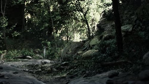 Rocky Forest Road Surrounded By Trees