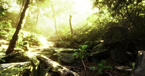 Lush Forest Landscape with Sunlight Filtering Through the Trees in Morning