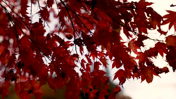 Autumn Leaves of Deep Red on Branches Capturing the Season's Beauty ...