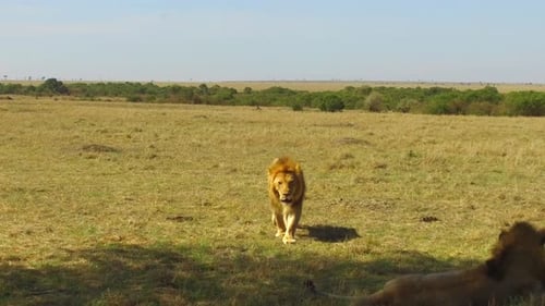 Lion Walking Across African Savanna on Sunny Day