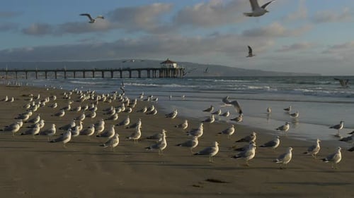 Seagulls on Beach at Sunset Tracking