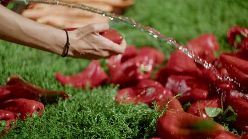 Side close-up of female hands watering red peppers on lawn with hose