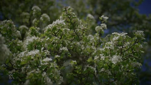 White Flowers of a Cherry Blossom on a Cherry Tree in Spring Season