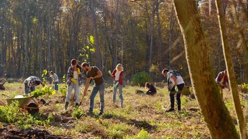 Umweltaktivisten und Freiwillige arbeiten an einem sonnigen Herbsttag im Park und pflanzen Baumsetzlinge
