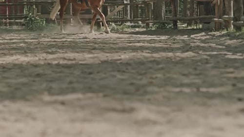 Horse Running on Outdoor Arena
