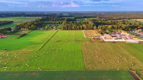 Cattle grazing in fields. A vibrant pastoral landscape shows green fields and grazing cattle under