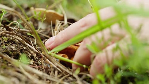 Wild Golden Chanterelle Mushrooms in the Forest Woman Picker Mushroom Picking Woman Hold Mushrooms
