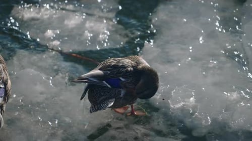 Female Mallard Duck Preening Feathers On Ice Floating In Lake In Canada. - close up