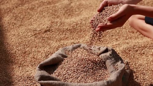Hands Filling Grain Sack in Field