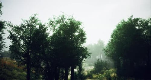 Misty Forest Landscape with Tall Trees and Soft Light During Morning Hours