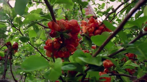 View of Blossom of Charming Red Flowers in Closeup. Meditative Floral View