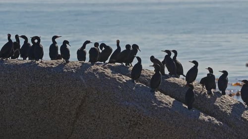 Cape Cormorants Perching At Boulders Beach