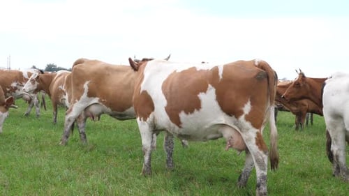 Cows Grazing Peacefully in Green Pasture