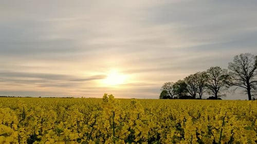 Yellow Flower Field at Golden Hour